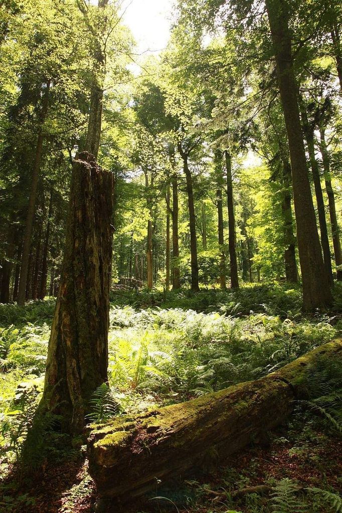 Šumava