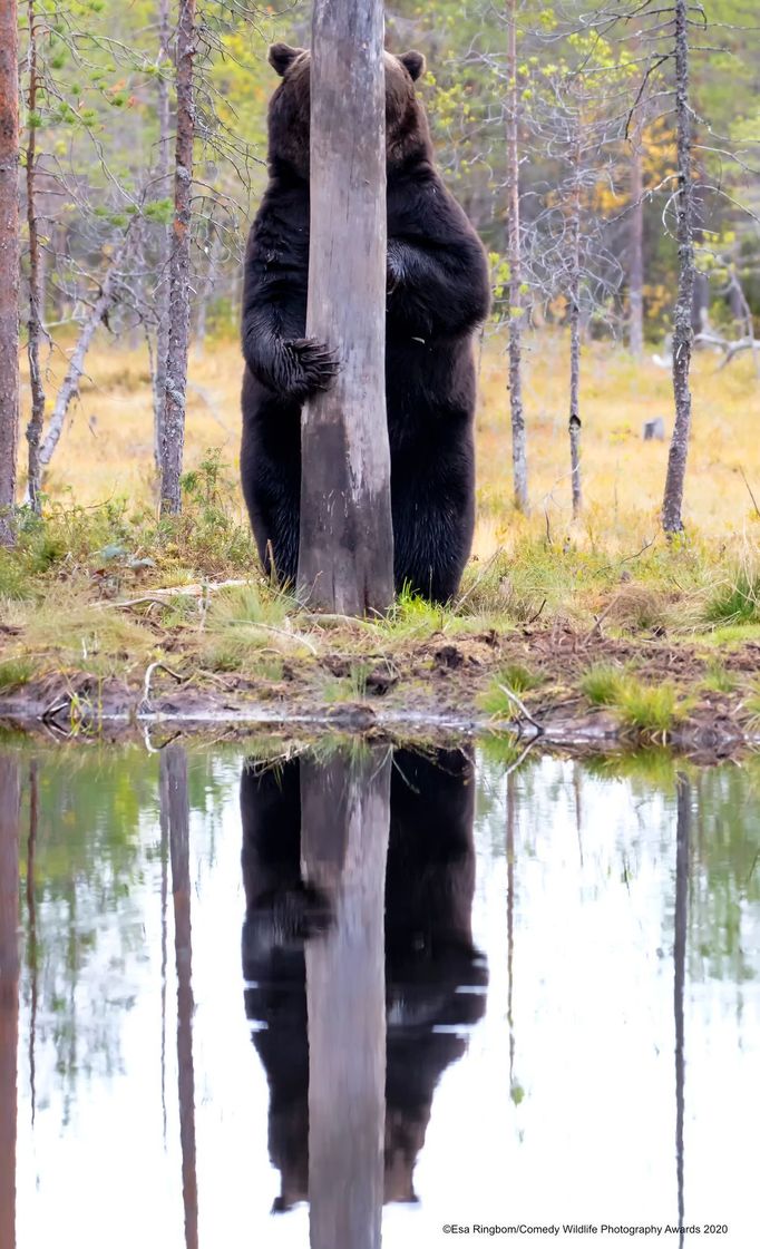 Zábavné fotky zvířat: finalisté soutěže Comedy Wildlife Awards 2020