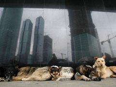 Tyto psy nemá kdo venčit. Jedná se o tuláky, kteří se ohřívají u průduchů moskveského metra. Agentura Reuters snímek vydala jako ilustrační ke zprávě o strmém pádu ruské ekonomiky. A s douškou, že toulavých psů přibývá.