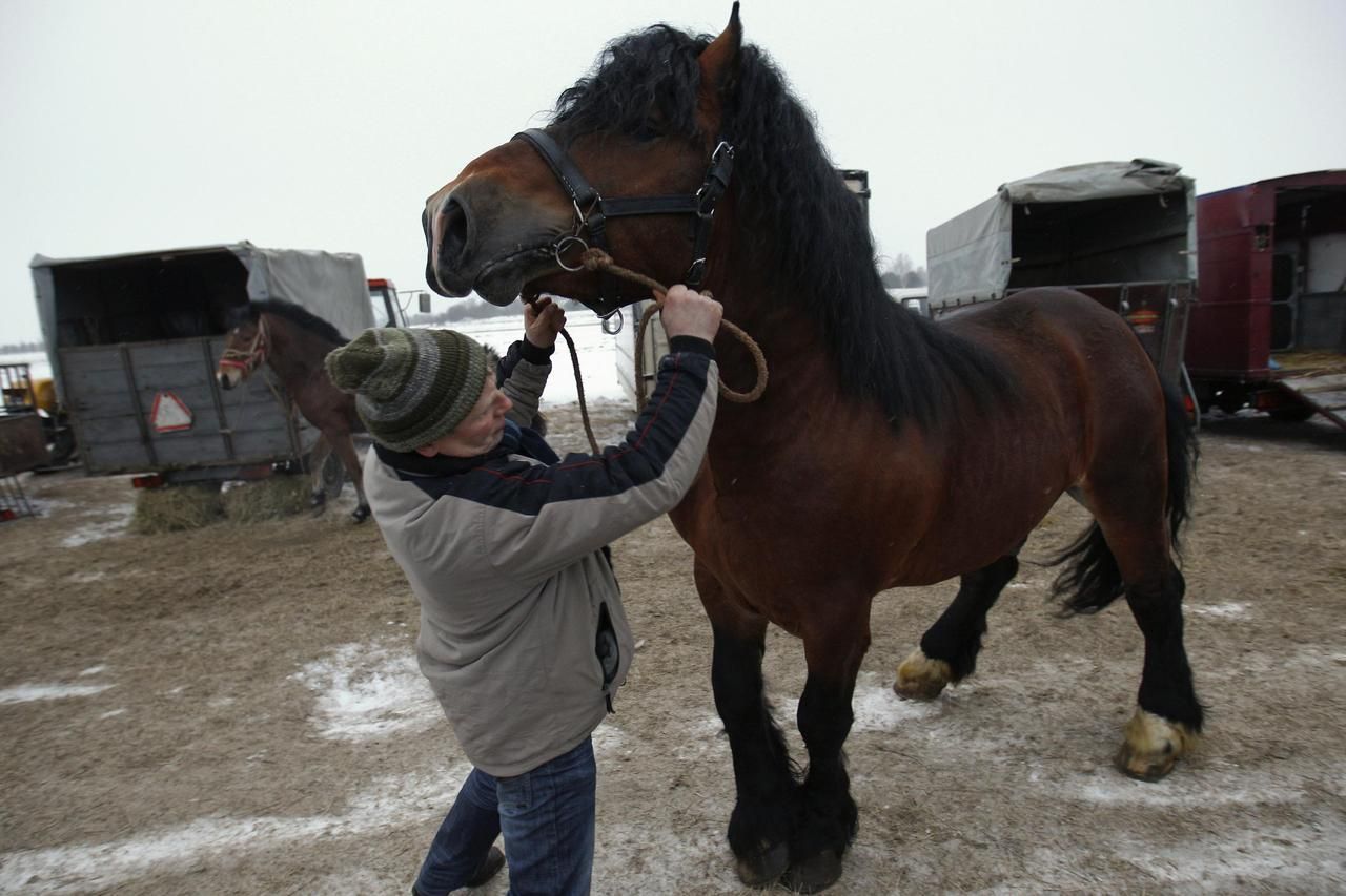 Fotogalerie: Trh s koňmi v Polsku