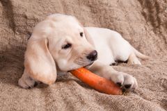 Veganské krmení psů a koček může být týrání, varuje komise pro ochranu zvířat