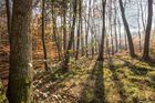 Návrat k přirozenému lesu. V Česku poprvé za rok vysadili víc listnáčů než jehličnanů
