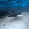 Underwater Photographer of the Year 2017: Vítězové soutěže