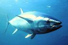 Ke břehům USA připlavali tuňáci, které ozářila Fukušima