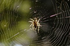 Britové vypustili do přírody tisíce ohrožených pavouků