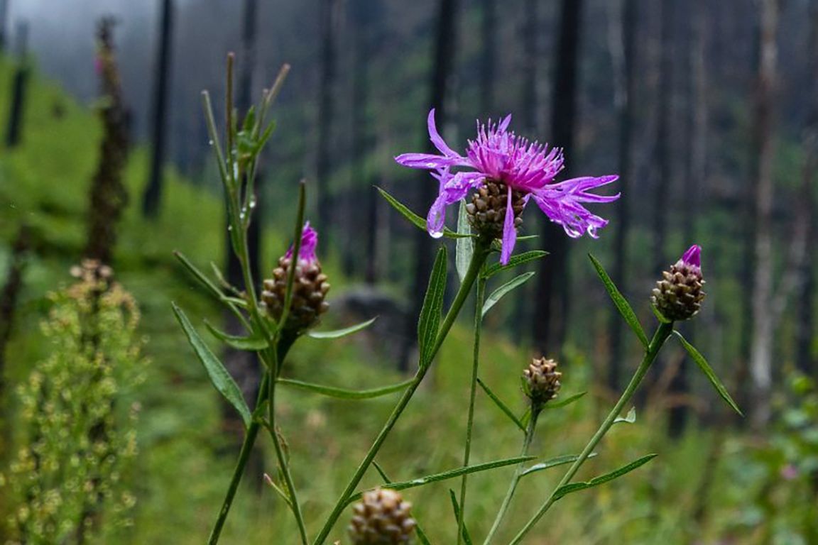 NP České Švýcarsko