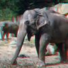 ZOO 3D