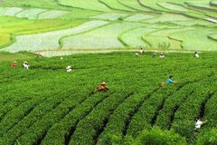 Čínští byznysmeni vyhánějí rolníky, ti se bouří