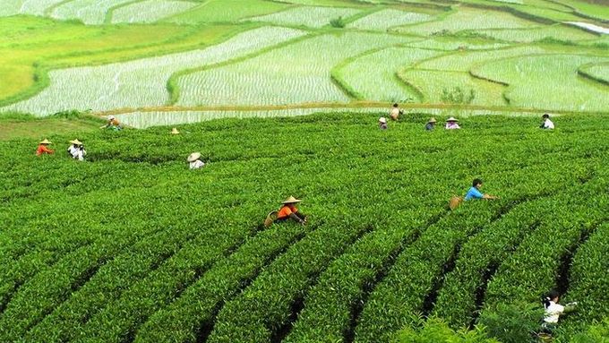 Ženy sklízejí čaj na čajových zahradách v Čao-pchingu, v provincii Kuang-si na jihozápadě Číny.