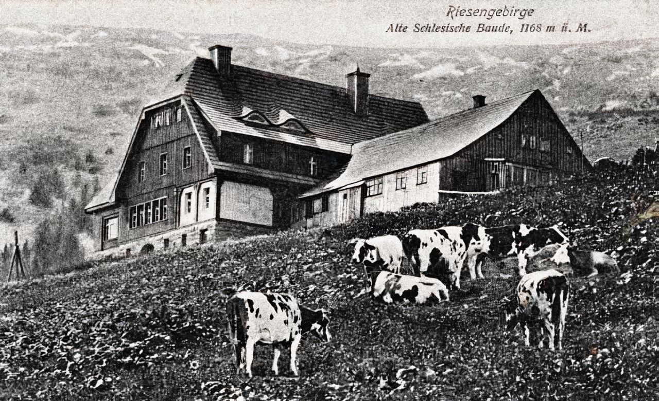 Hala pod Labskim szczytem, Krkonošské boudy, Krkonoše, hory, historie, pokračování, Domácí