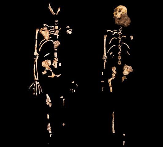 Australopithecus sediba - kostry