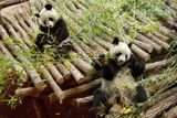 Jeden z nejnovějších přírůstků pandy velké z celosvětové čínské "diplomatické mise" přišel na svět 5. července ve Francii.
