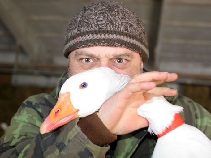 "Raději nad tím nepřemýšlím, ale kdyby mi to tady vybili, asi někam uteču," říká Miloš Roule, který na farmě pracuje od roku 1979.