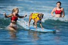 Surfující pejsci ... / Kalifornie, Huntington Beach (29.8.2013)