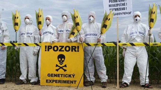 Nejznámějším odpůrcem geneticky upravené kukuřice je hnutí Greenpeace.