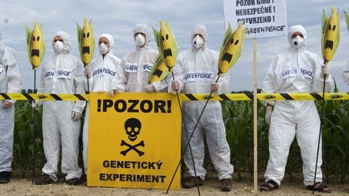 Podcast: Nebojte se geneticky upravených plodin. Zákony EU jsou přísné, míní Malinová; Zdroj foto: Greenpeace