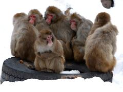 Japonšští makakové v Sapporu.
