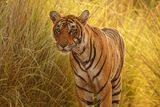 Vladimír Čech fotografuje indické tygry v jejich přirozeném prostředí.
