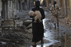 Němí svědci války. V Sýrii trpí miliony domácích mazlíčků, Evropané si je "adoptují"