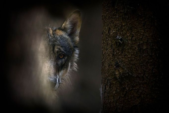 Nominace na vítěze soutěže Czech Nature Photo 2018