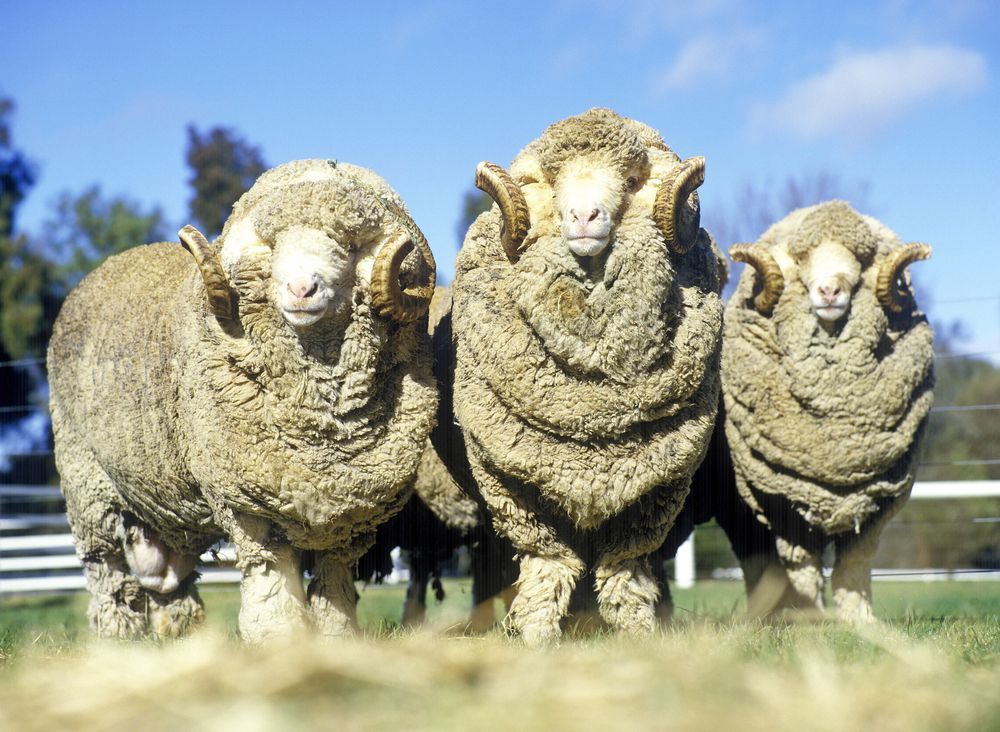 Ovce merino - berani - Austrálie - farma