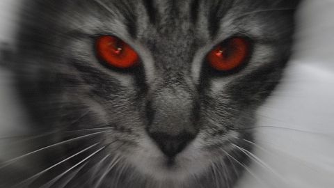 Spojení kočky s ďáblem? Kvůli promiskuitě, tvrdí archeoložka