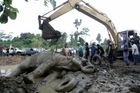 Slon po šesti dnech v bahně zachráněn