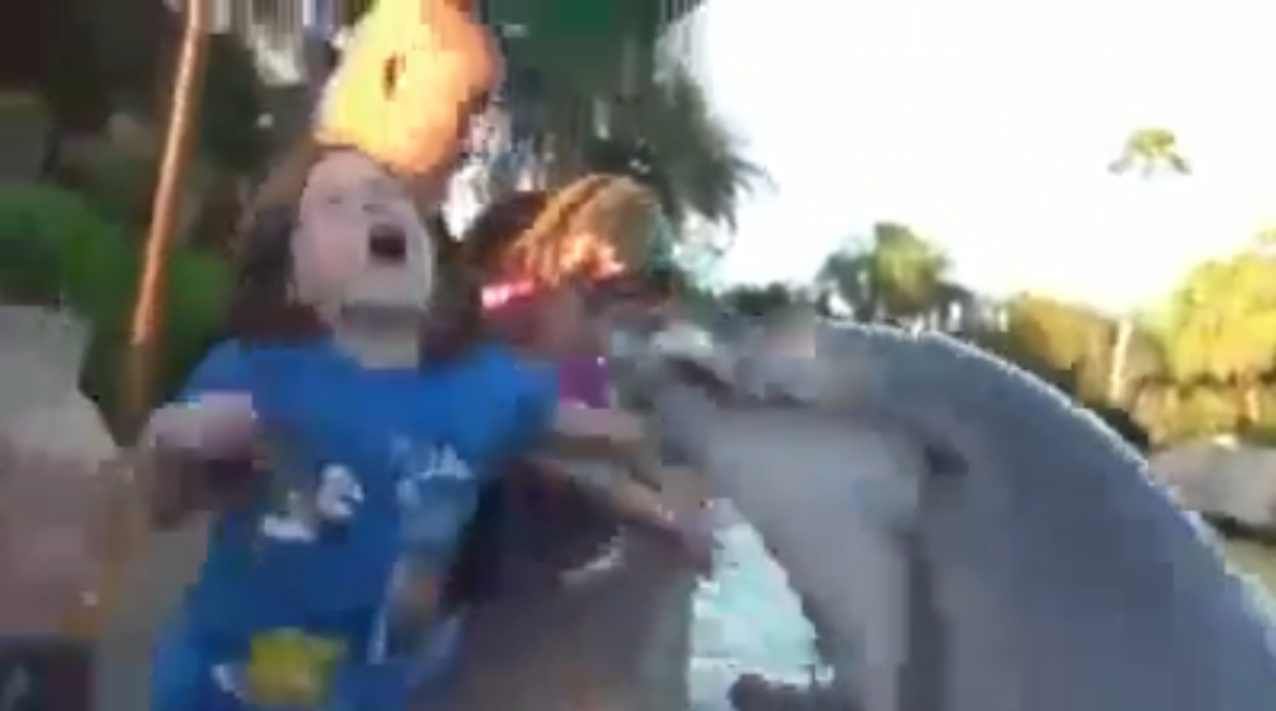 Delfín pokousal holčičku