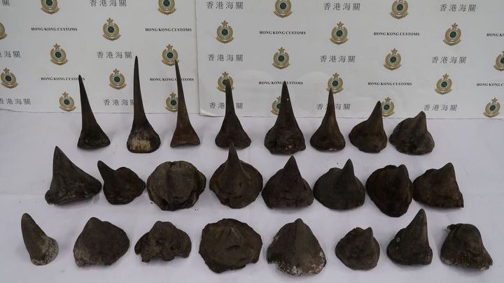 Rohy nosorožců ukrývali v hotelu. Francouzi rozbili gang pašeráků, pomohla jim náhoda; Zdroj foto: Reuters, Hong Kong Customs and Excise Department/Handout