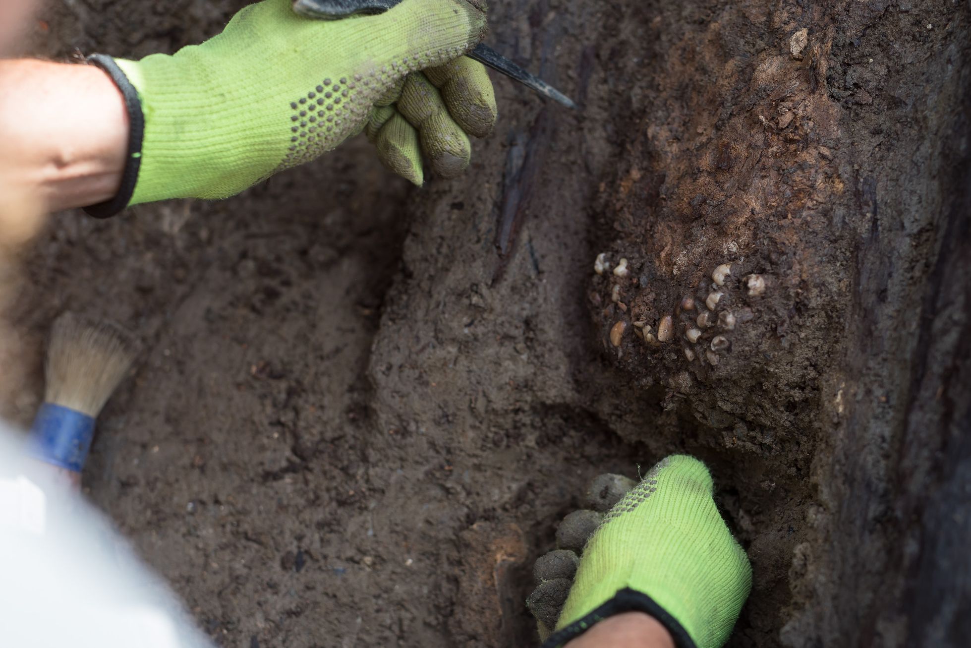 Archeologické vykopávky, Karlín, masový hrob, Vojenský hřbitov Karlín, kosti, archeologie, antropologie