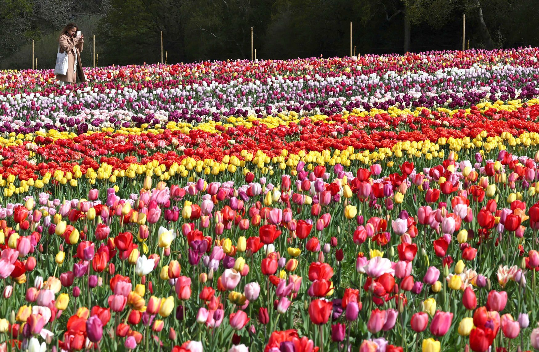 Tulipány