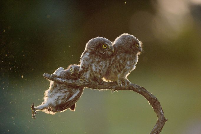 Comedy Wildlife Photography Awards 2017, finalisté soutěže