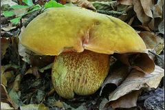 Na Přerovsku našli zcela novou houbu, která nemá jméno