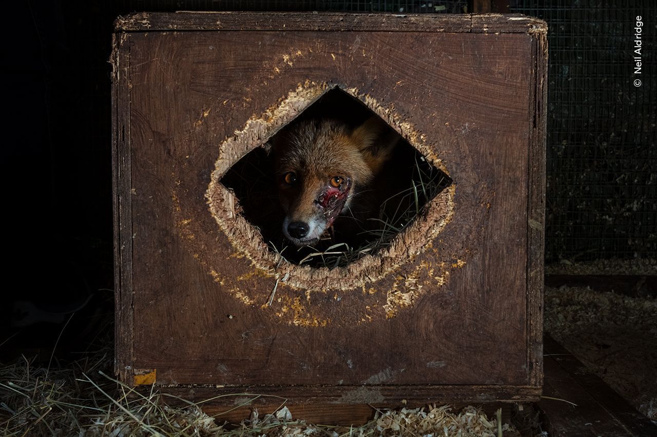 Fotografie ze soutěže Wildlife Photographer of the Year 2023