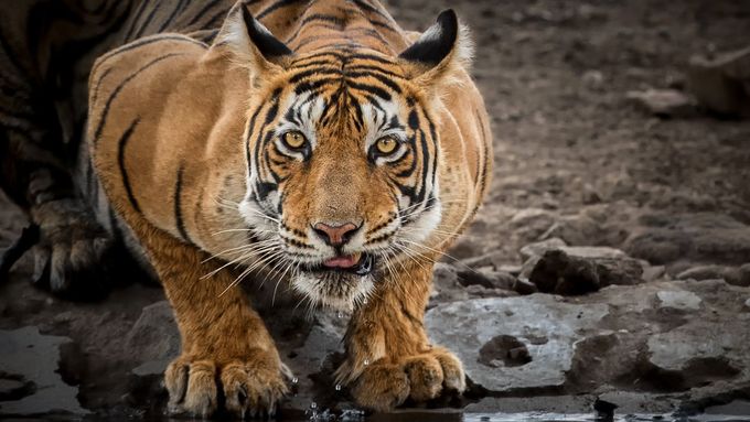 Indičtí tygři pohledem fotografa Vladimíra Čecha