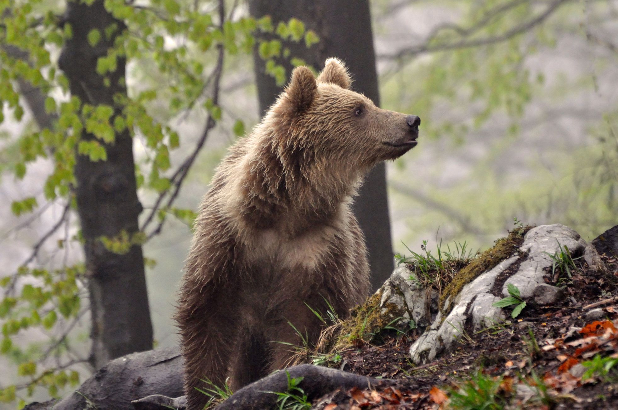 slovensko medvědi zásahový tým