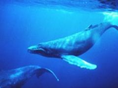 Velryby keporkak (Megaptera novaeangliae) dorůstají do 11 až 19 metrů délky a vážit mohou až 40 tun.