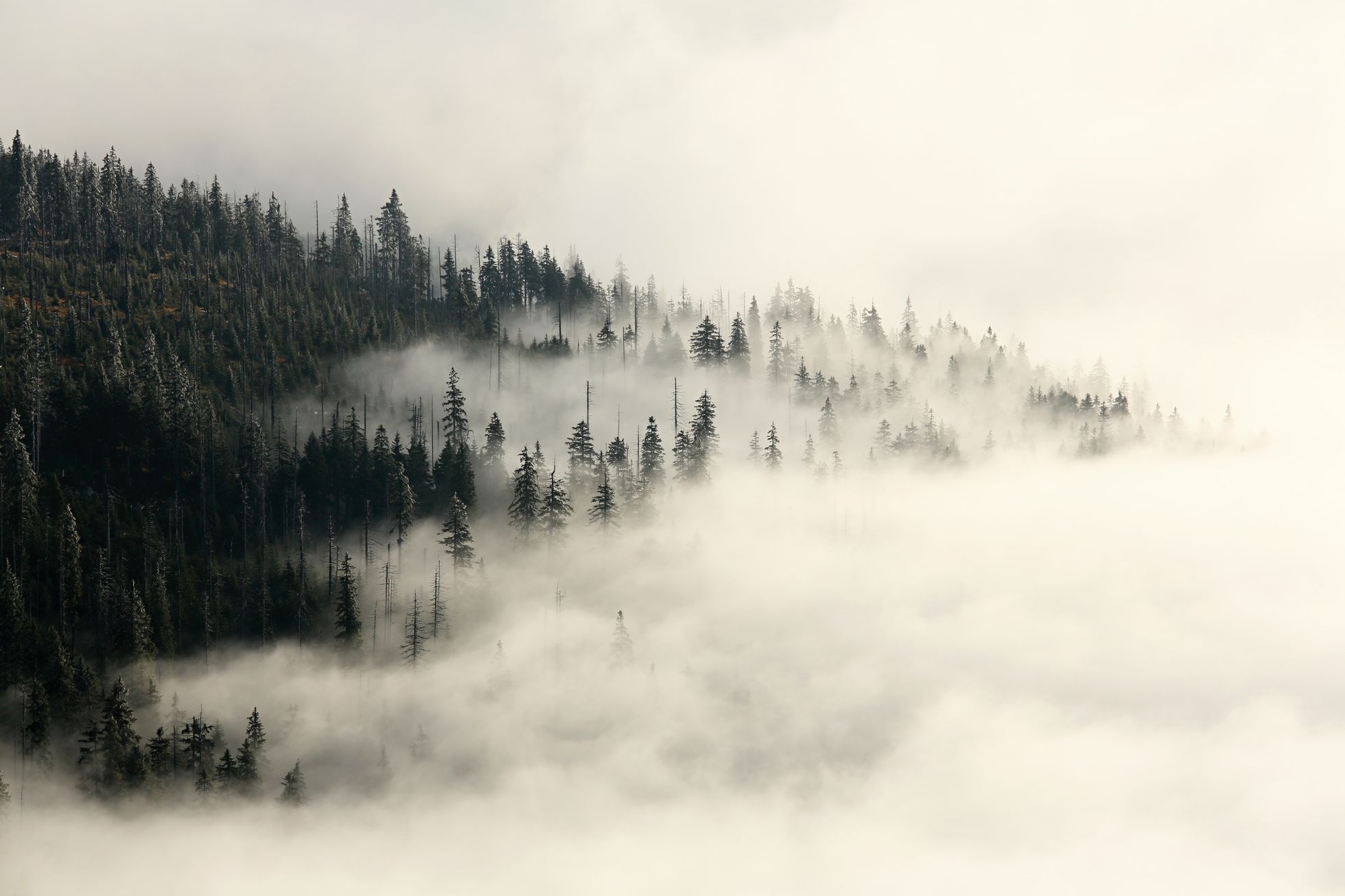Krkonoše, KRNAP, národní park, hory, Česko, domácí, příroda
