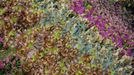 Revellers from the Mangueira samba school participate during the annual Carnival parade in Rio de Janeiro's Sambadrome, February 11, 2013. REUTERS/Ricardo Moraes (BRAZIL - Tags: SOCIETY) Published: Úno. 12, 2013, 2:46 dop.