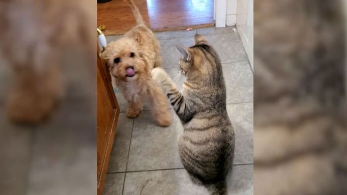 Miliony zhlédnutí zaznamenalo na sociálních sítích video, na kterém se čtyřměsíční štěně Louie marně snažilo dostat do koupelny newyorského bytu.
