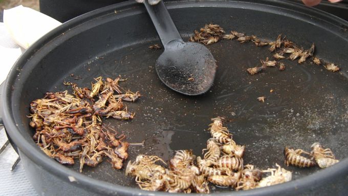 Hmyzí jídlo má velkou perspektivu
