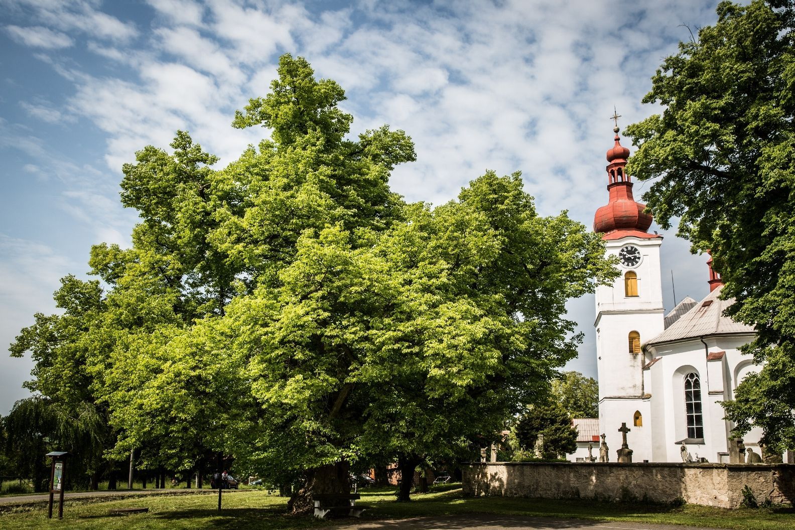 Strom roku 2015 - Velešická lípa