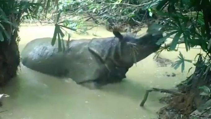 Skytá kamera zachytila vzácného nosorožce v bahenní lázní