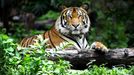 Tygr v Indii ve volné přírodě.