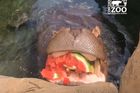 Video k nakousnutí. Hroší samice rozdrtila celý meloun jedním skousnutím