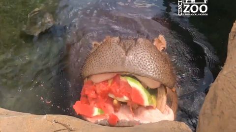 Video k nakousnutí. Hroší samice rozdrtila celý meloun jedním skousnutím