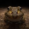 Finalisté soutěže Nikon Comedy Wildlife Awards 2024