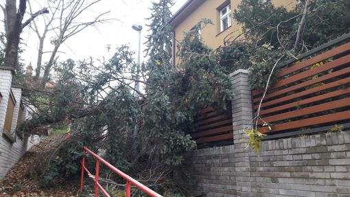 Spadlý strom na chodníku v Praze Dejvicích.