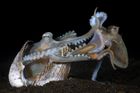 Yury Ivanov (Indonésie): Make Love Not War. Snímek zachycuje páření chobotnic. Vítěz v kategorii Zvířata a jejich chování. (Nikon D850, Nikon 60mm Macro, ISO 64, f/14,1/250 s, blesk Inon Z-330 Type 2, podvodní pouzdro Nauticam  NA D850).