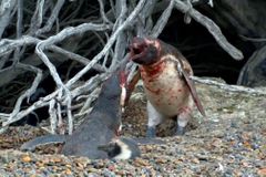 Milostný trojúhelník tučňáků skončil rvačkou. Video s "nevěrou" se stalo hitem sociálních sítí